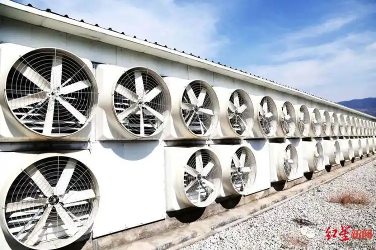 An array of mining rigs in a Japanese hosting facility, illustrating the efficient setup for maximizing cryptocurrency profits